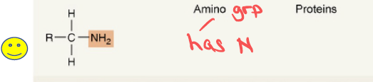 <p>Amino group — contains nitrogen (N) — found in proteins.</p>