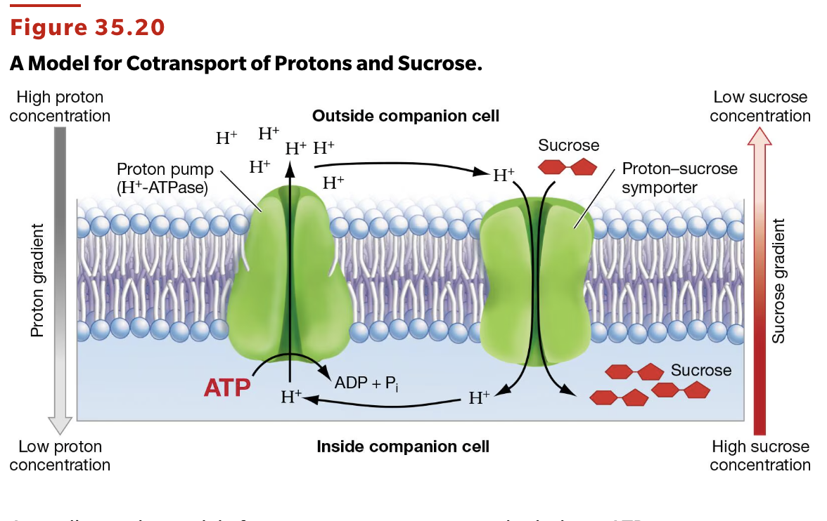 <p>H⁺/sucrose symporter.</p><ul><li><p>secondary active transport (cotransport)</p></li><li><p>ATP is used indirectly—the proton gradient created by the H⁺ pump powers sucrose transport</p></li></ul><p></p>