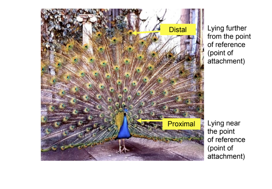 <p>proximal</p>