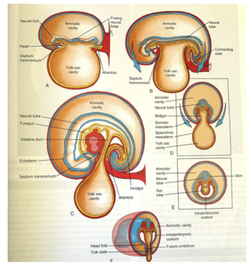 <p>End of third week: embryo is flat, ovoid, trilaminar disc (ectoderm, mesoderm, and endoderm). </p><p>Fourth week:</p><ul><li><p>Embryo grows rapidly, especially in length. </p></li><li><p>Process of folding to generate body form. </p></li><li><p>Main force: differential growth of various tissues. </p></li><li><p>Embryonic disc and amnion: high growth rate. </p></li><li><p>Yolk sac: almost no growth. </p></li><li><p>Developing notochord, neural tube, and somites stiffen dorsal axis. </p></li></ul><p></p>