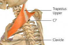 <p>Clavicle, acromion, and scapular spine</p>