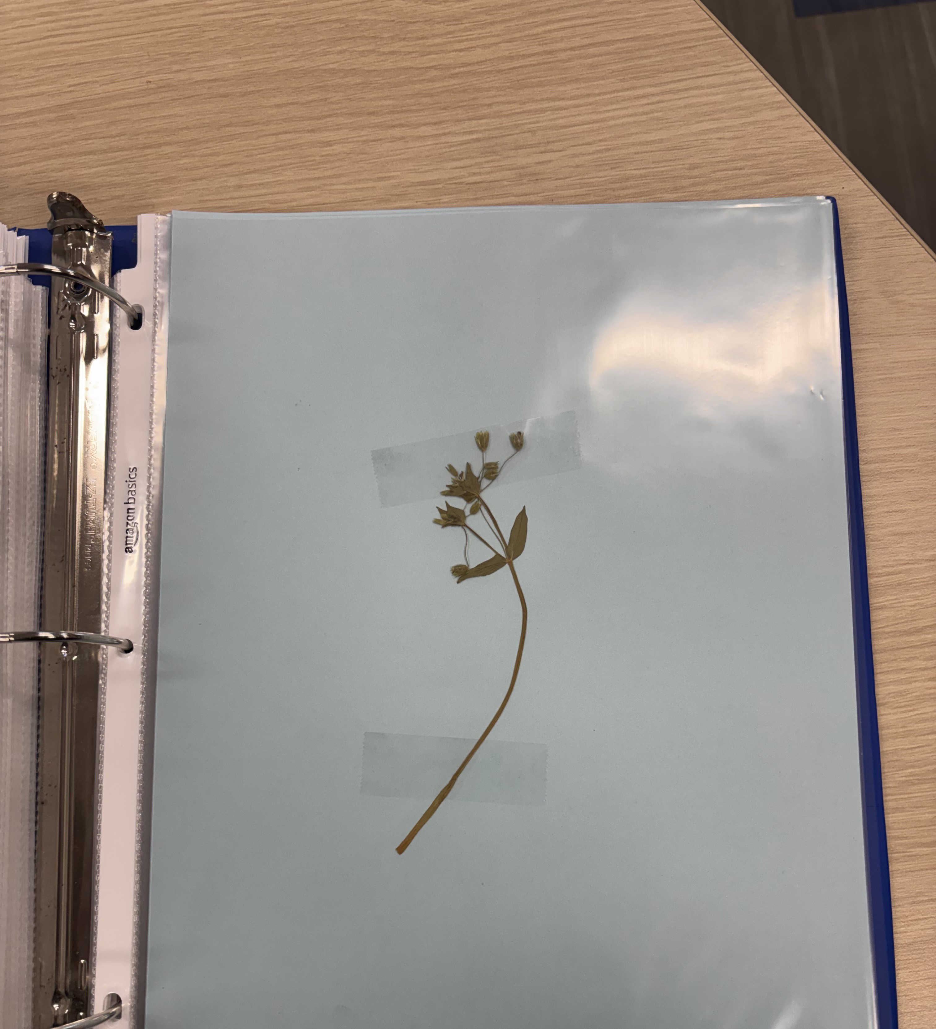 <p>Plant</p>