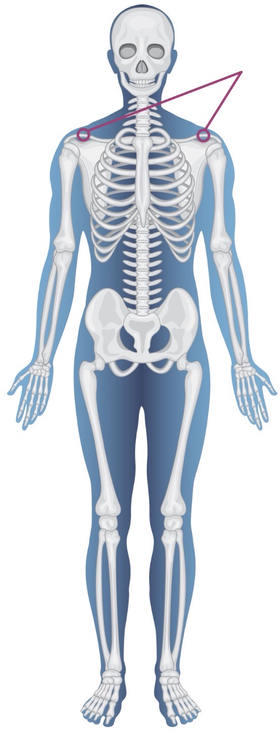 <p><strong>Name of bone + Type of bone</strong></p>