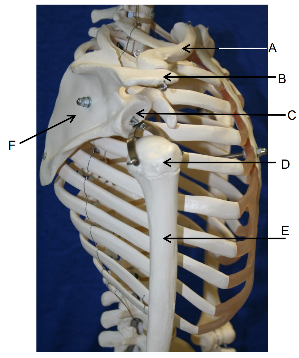 <p>What bone is at letter F?</p>