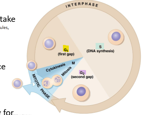 <p>1) mitosis: division of the nucleus and its contents</p><p>2) cytokinesis: the division of the cytoplasm and separation of the two daughter cells</p>