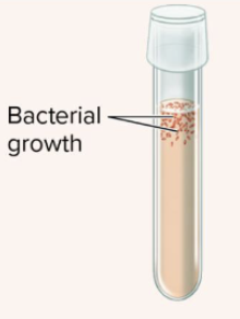 <p>grow when O2 is available </p>