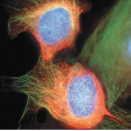 <p>Two daughter cells are formed</p>