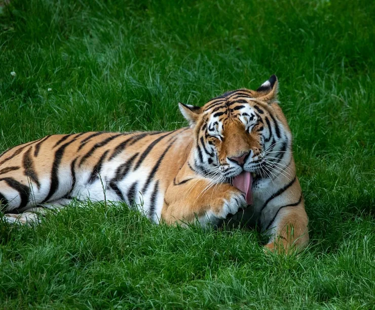 <p>Tiger</p>