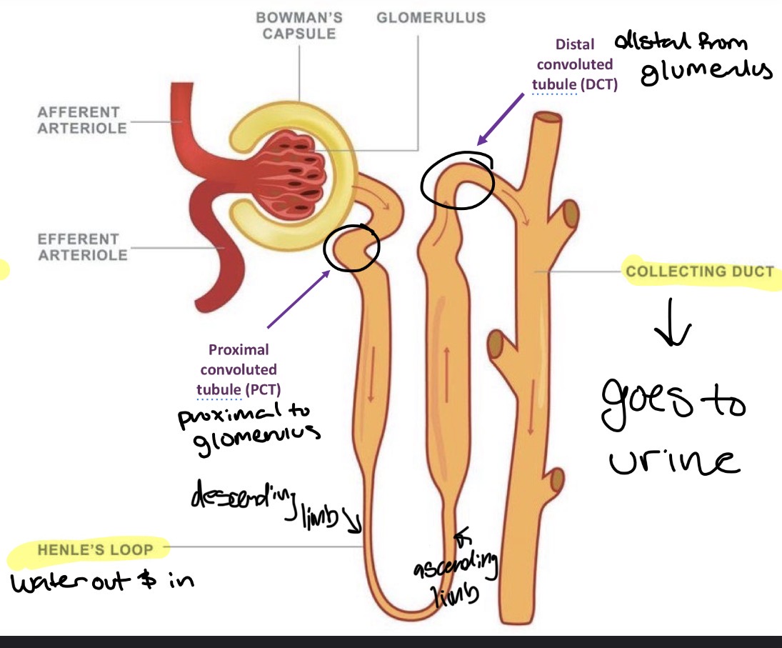 <p>Wiggly part</p><ul><li><p>Proximal Convoluted tubule (PCT</p></li><li><p>Nephron Loop (Henle’s Loop)</p></li><li><p>- descending limb</p></li><li><p>- ascending limb</p></li><li><p>Distal Convoluted tubule (DCT)</p></li></ul><p></p>