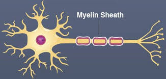 <p>A fatty layer that surrounds the axon and helps nerve messages travel faster.</p>