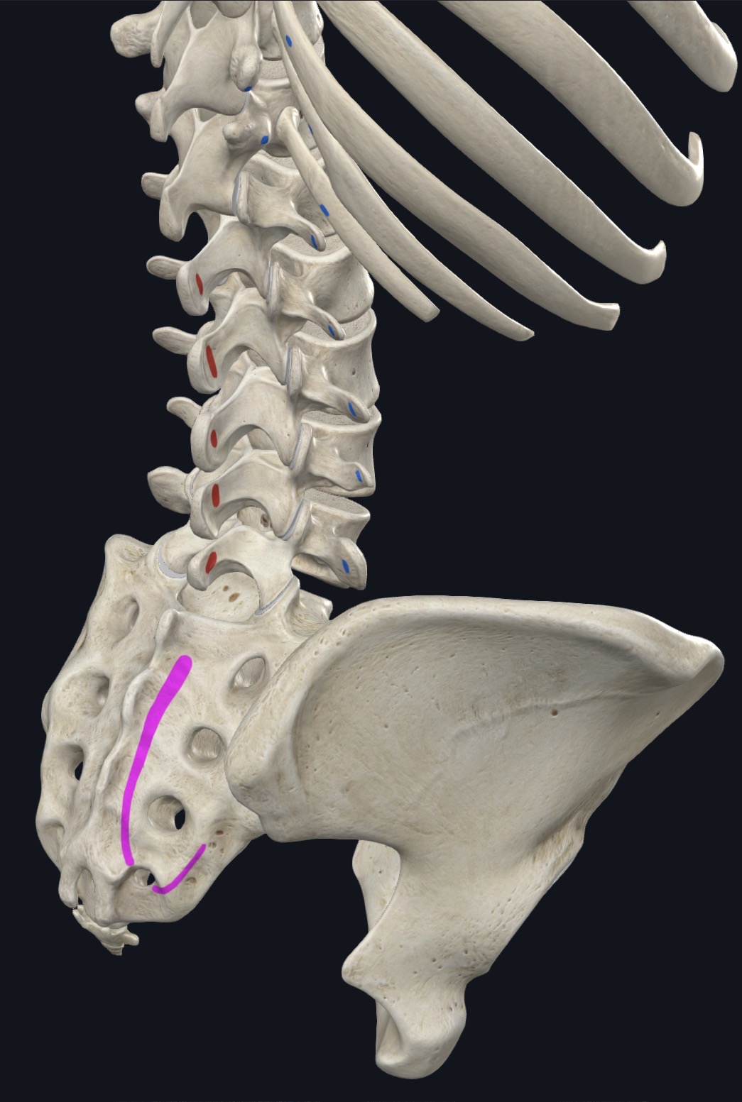 <p>Angles ribs 6-12 (medial to insertion of lumborum)</p>