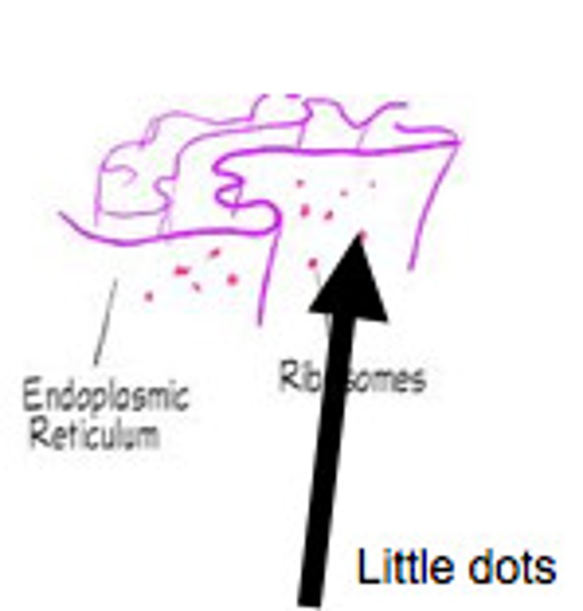 <p>Carry out protein synthesis and makes protein</p>