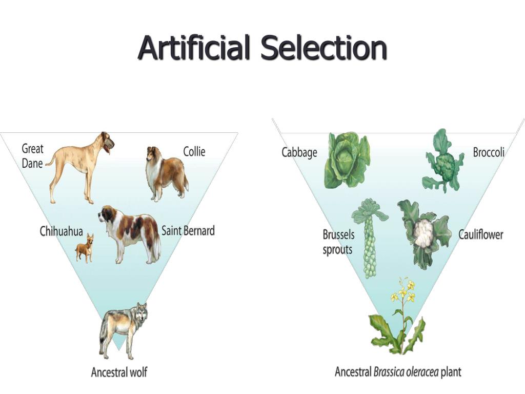 <p>Artificial Selection</p>