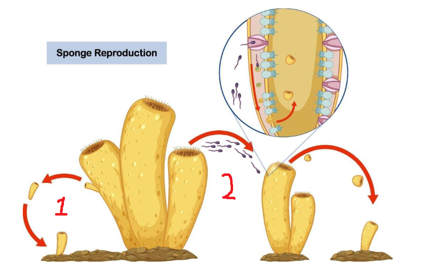 <p>what kind of reproduction is at 2</p>