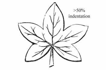 <p>A palmately divided leaf where the indentations are $$ > 50\% $$ of the way to the base.</p>