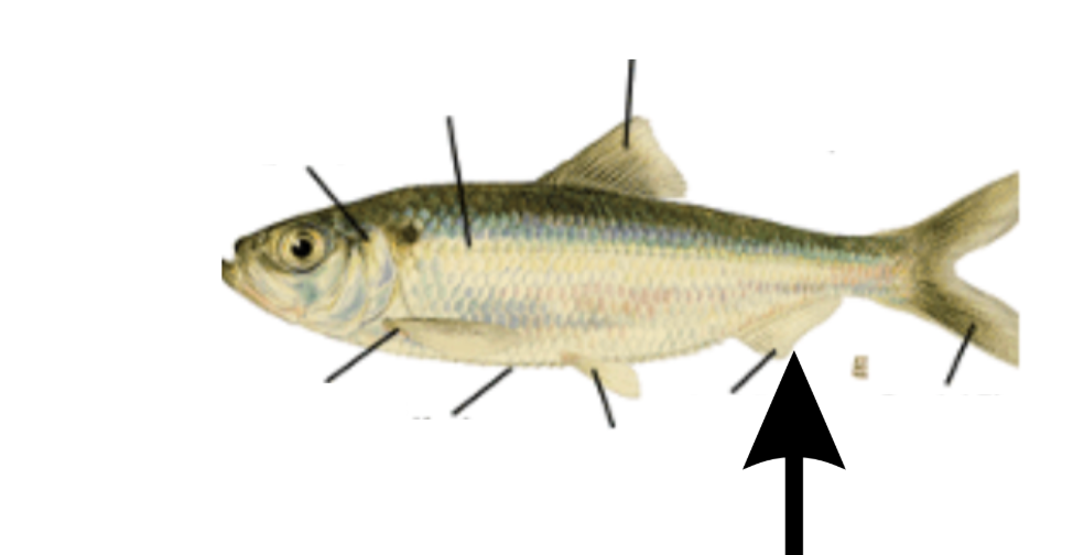 <p>What is this part on the fish?</p>