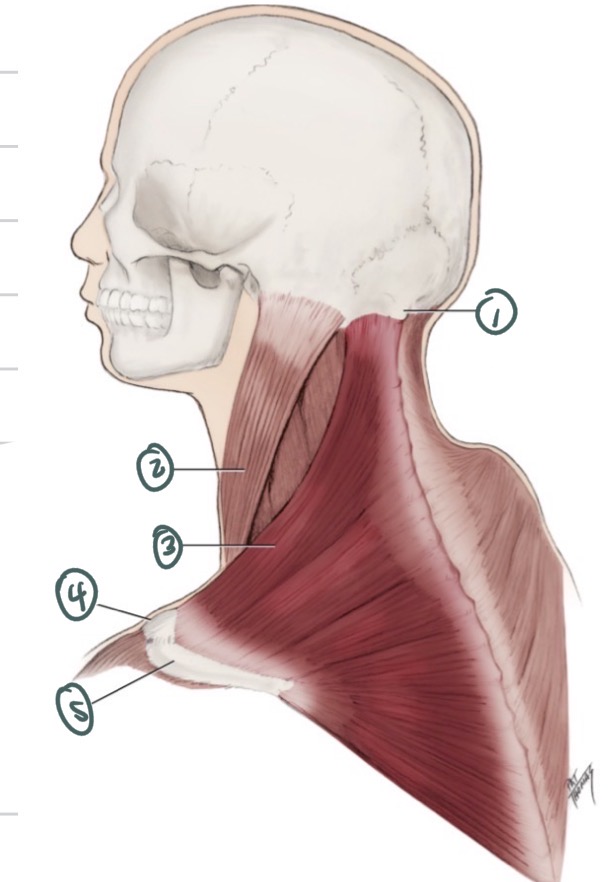 <p>4 </p>