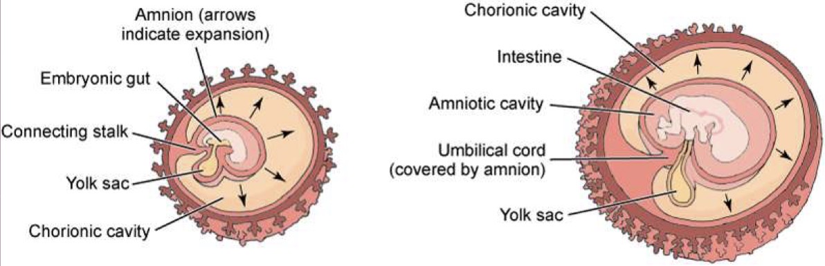<p>Innermost membrane of developing embryo; encloses amniotic cavity; remains attached to embryo at cord insertion site; covers umbilical cord</p>