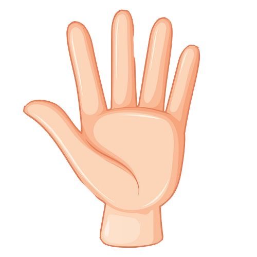 <p>la mano </p>
