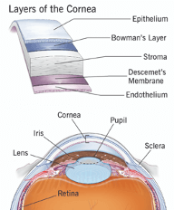 <p>tough layer that supports and protects the corneal surface </p>