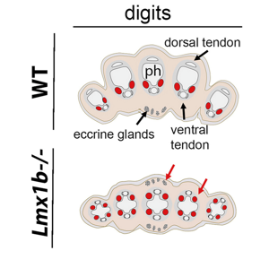<p>double ventral pattern where <span>ventral sweat glands (eccrine) and tendons form on both sides of the limb</span></p>