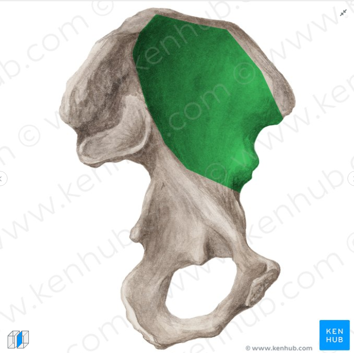 <p>Hip Bone</p>
