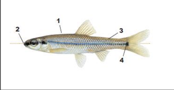<p>1) crowded scales between head and dorsal fin</p><p>2) no groove separating snout from upper lift</p><p>3) scales darkly outlined (cross-hatched)</p><p>4) conspicuous black spot on caudal fin base</p>