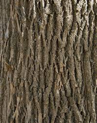 <p>opposite, pinnately compound leaves; brown bud that grows directly on top of leat scar</p>