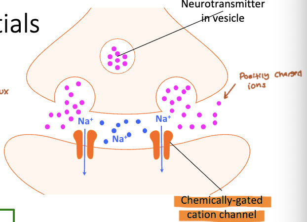 <ul><li><p>Neurotransmitter binds receptor/opens the channel</p></li><li><p>Na+ diffuses into the cell (influx)</p></li><li><p>Depolarization (less negative)</p></li><li><p>Excitatory Postsynaptic Potential (EPSP)</p></li></ul><p></p>