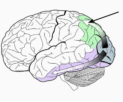 term image
