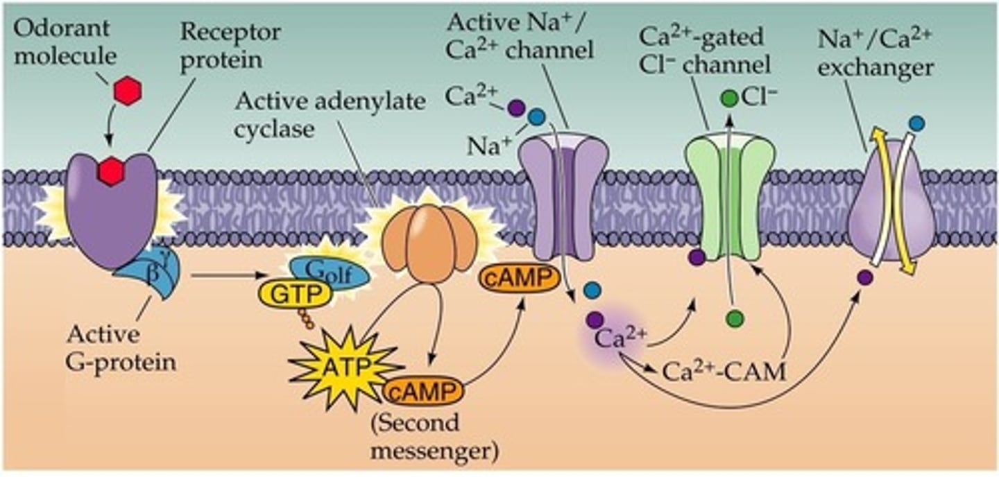 <p>They bind with odorants during the transduction process.</p>
