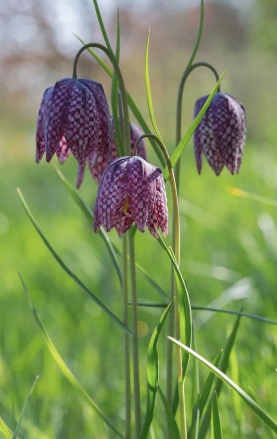 <p>Fritillaria meleagris light preference</p>