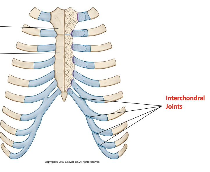 <p>6-7, 7-8, 8-9 synovial plane joints<br>9-10 almost never synovial but a fibrous joint</p>