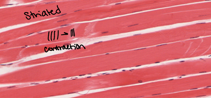 <p>Skeletal muscle. Muscles that move the skeleton, connected to bones and joints. Skeletal muscle is voluntary. Muscle fiber is so large it is multinucleiated. </p>