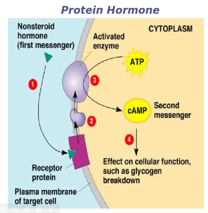 <ol><li><p>bind to a receptor protein on the surface of the target cell</p></li><li><p>leads to activation of a special enzyme that changes ATP to cAMP, which is often referred to as a second messenger</p></li><li><p>cAMP activates a cascade of reactions, whereby each reaction that occurs, triggers many more reactions</p></li><li><p>thus, the impact of the hormone is amplified</p></li></ol><ul><li><p> (I.e. one molecule of epinephrine can trigger the breakdown of many glycogen molecules to glucose</p></li></ul><p></p><p>ex: epinephrine, hGH, thydroxide (T4) , insulin</p><p></p>