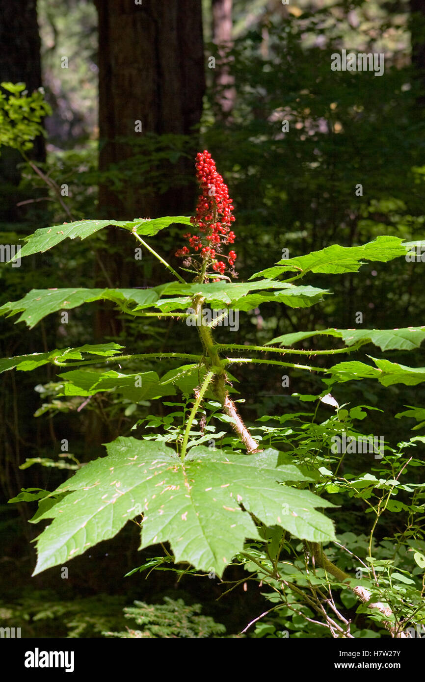 <p>Oplopanax horridus </p>