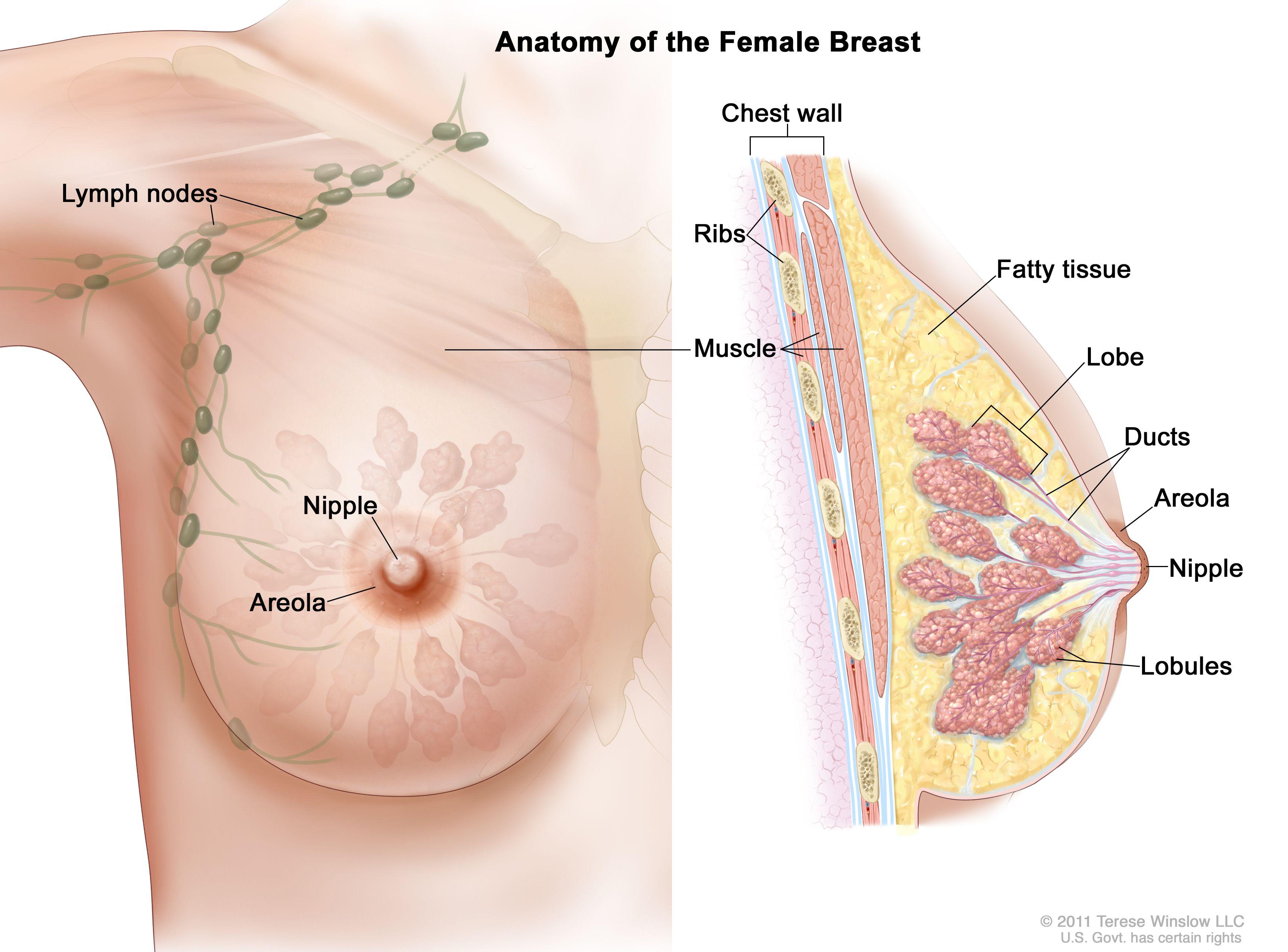 <p>the breast</p>