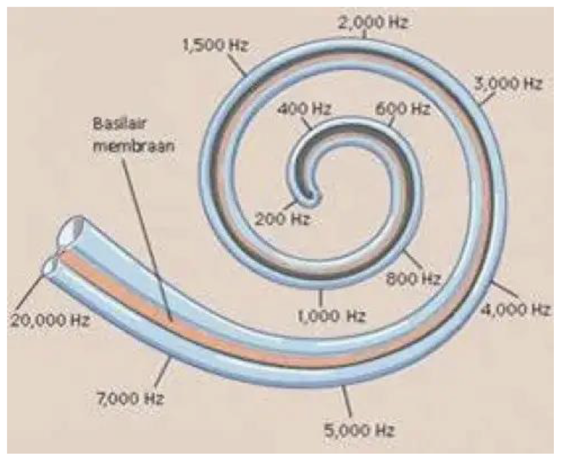 <p> Spatial representation of frequencies along the length of the cochlea</p>