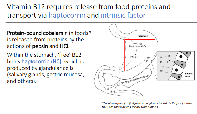 <p>glandular cells </p><ul><li><p>(salivary glands, gastric mucosa, and others)</p></li></ul><p></p>