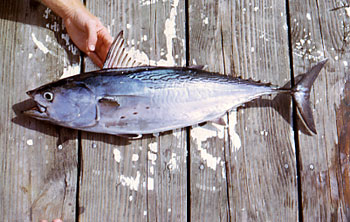 <ul><li><p><strong><em><u>Wavy black lines on pack, fingerprint spots on chest (between the pectoral and ventral fins)</u></em></strong></p></li><li><p><span style="background-color: transparent;"><em>little tunny spots on belly</em></span></p></li><li><p><strong>Size:</strong> Avg. adult <strong>40–70 cm (16–28 in; 1.3–2.3 ft)</strong>, <strong>2–6 kg (4.4–13.2 lb)</strong>; large adults commonly reach <strong>70–90 cm (28–35 in; 2.3–3.0 ft)</strong> and <strong>8–12 kg (18–26 lb)</strong>.</p></li><li><p><strong>Key IDs:</strong></p><ul><li><p><strong>No stripes or diagonal bands</strong></p></li><li><p>Short pectoral fins; robust, chunky</p></li></ul></li></ul><p></p>