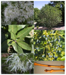 <p>Fringe tree</p>