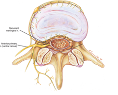 <p>the sinuvertebral nerve (recurrent nerve of Luschka) conveys sensory fibers to the PLL, the dura, and the outer border of the annulus. sinuvertebral nerve re-enters the IVF, and innvervates the facet joints, the annulus fibrosus, the ligaments, and periosteum of the spinal canal, carrying pain and proprioception sensation</p>