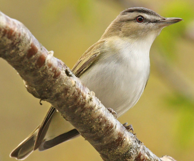<p>What bird is this?</p>