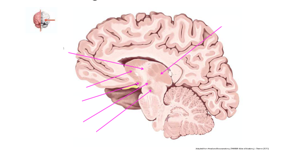 <p>label the basal ganglia, thalamus, and internal capsule on this parasagittal segment</p>