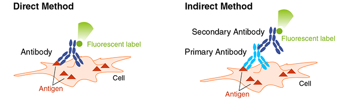 <p>Utilizes fluorophores attached to antibodies in order to recognize specific proteins in cells; done by…</p><ol><li><p>Permeabilization of cell membrane via Triton X-100</p></li><li><p>Penetration of antibody through new holes in plasma membrane</p></li><li><p>Fluorescent tag (fluorophore) identifies antibody’s (therefore protein’s) location in the cell</p></li></ol><p></p>