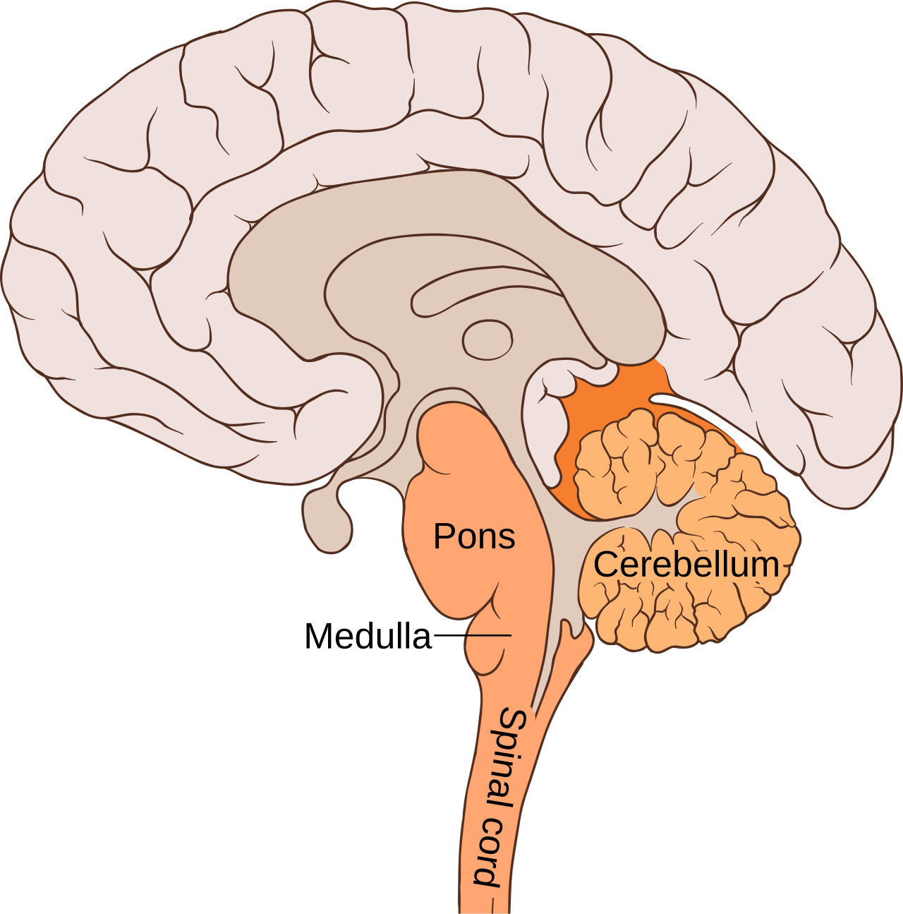 <p>Cerebellum</p>