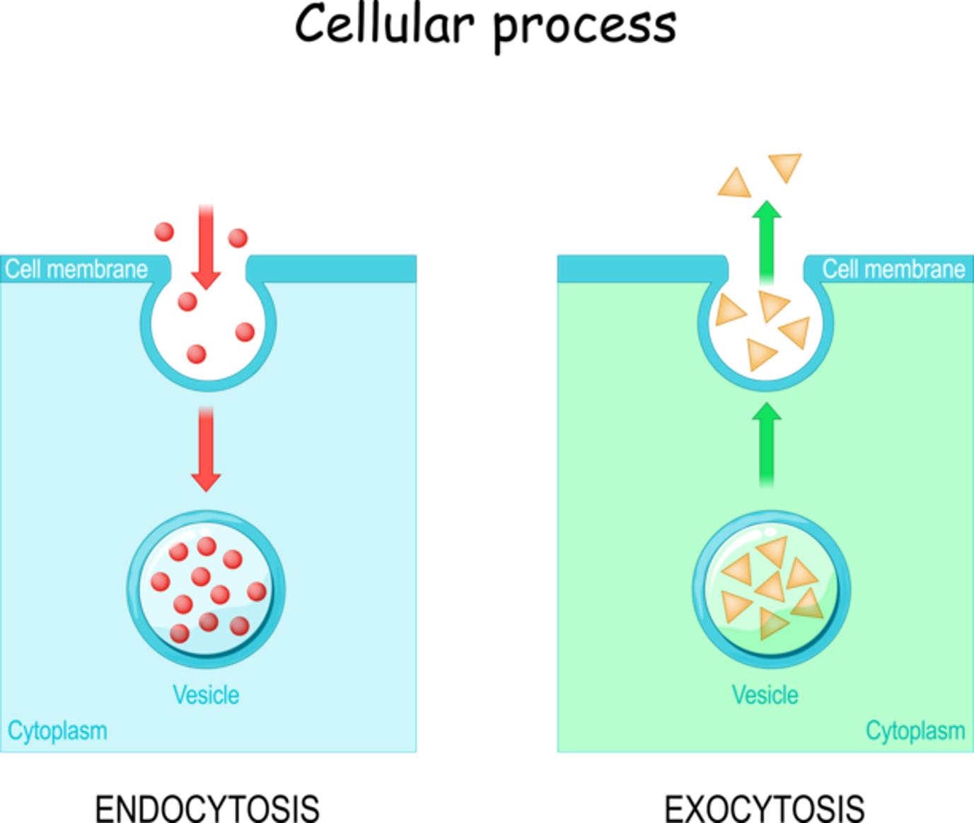 <p>Exocytosis</p><p>Endocytosis (Phagocytosis, Pinocytosis)</p><p>The Sodium-Potassium Pump (Na+-K+ ATPase)</p>