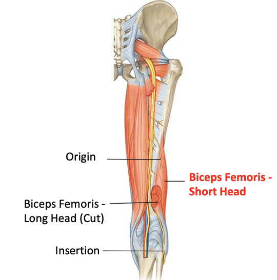 <p>Origin: shaft of femur - lateral lip of linea aspera</p><p>Insertion: head of fibula </p><p>Nerve supply: sciatic nerve - common peroneal division</p><p>Nerve roots: L5, S1, S2</p>