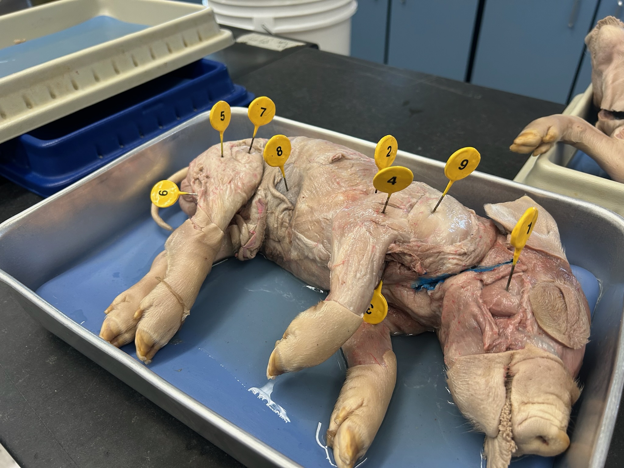 <p>What is muscle #2?</p>