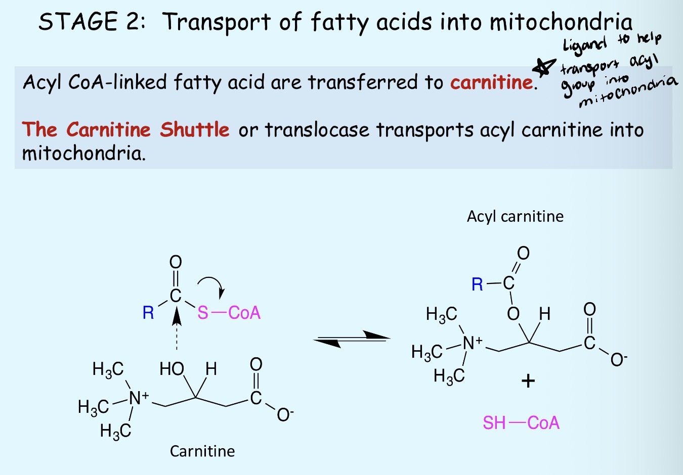 <p>Converts acyl-CoA to acyl-carnitine</p>